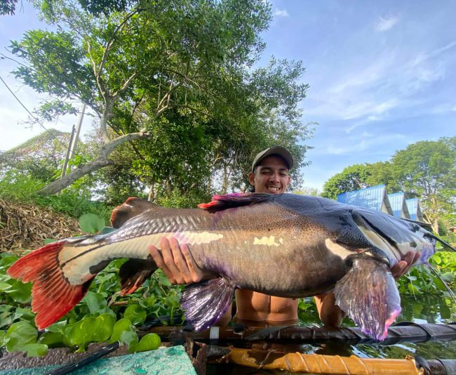 Amazon Redtail Catfish fishing in Pattaya | Castaway