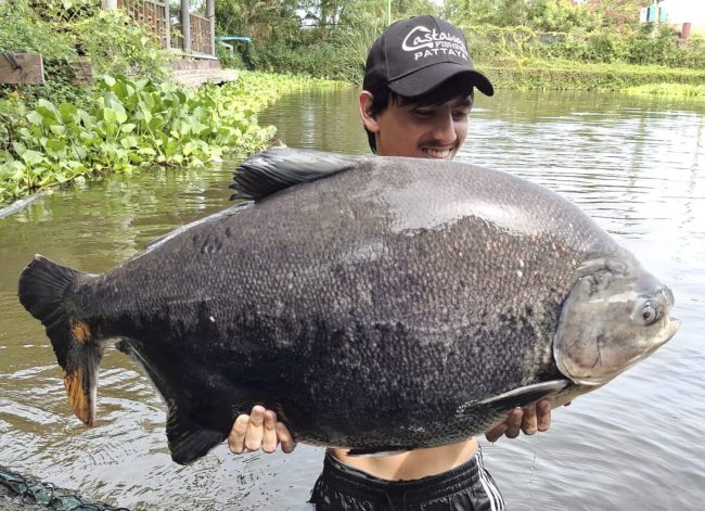 Tambaqui fishing in Pattaya | Castaway